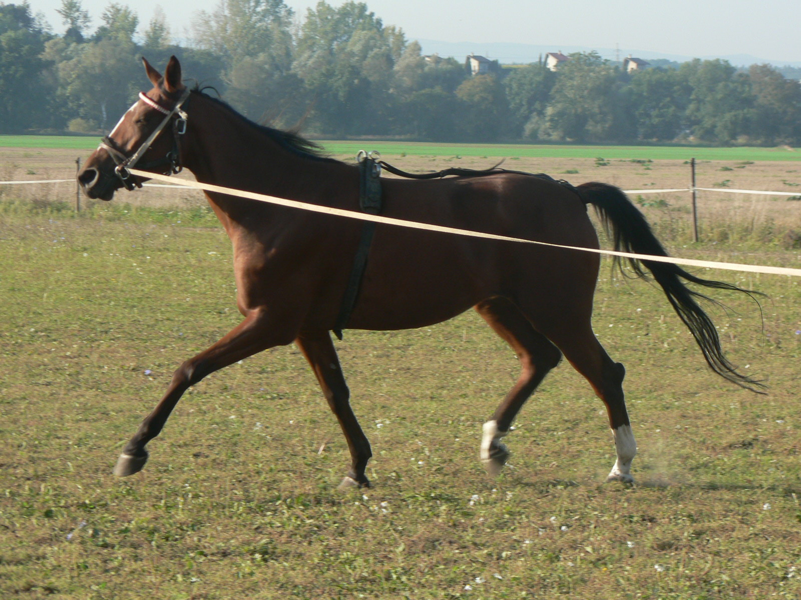 26.9.06 práce s koněm 019.jpg