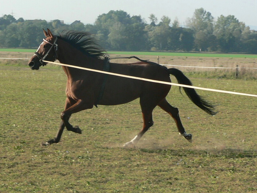 26.9.06 práce s koněm 030.jpg