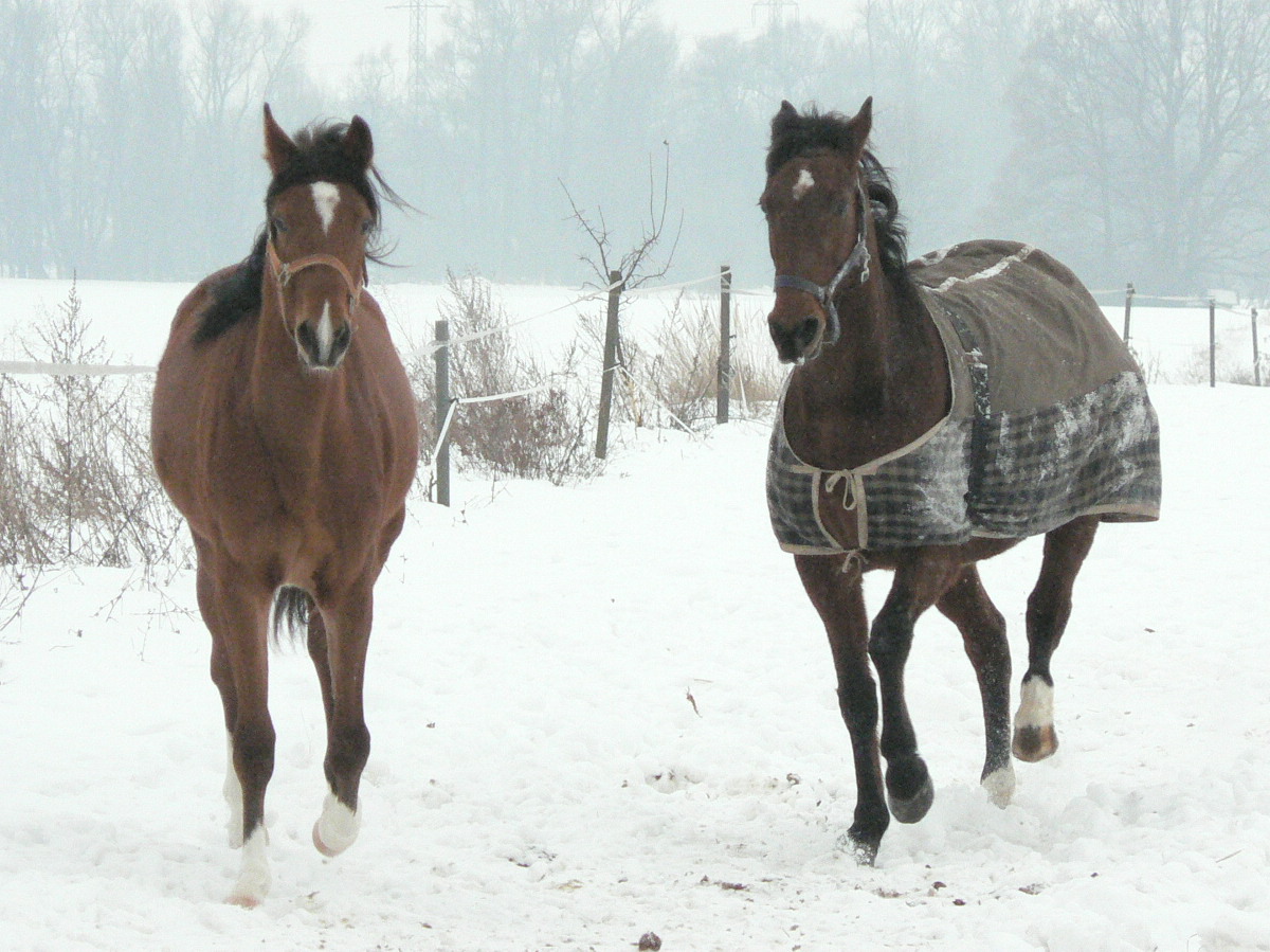 Vera a Vanessa zima 2010 013.jpg