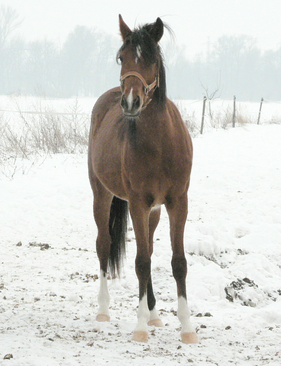 Vera zima 2010 018.jpg