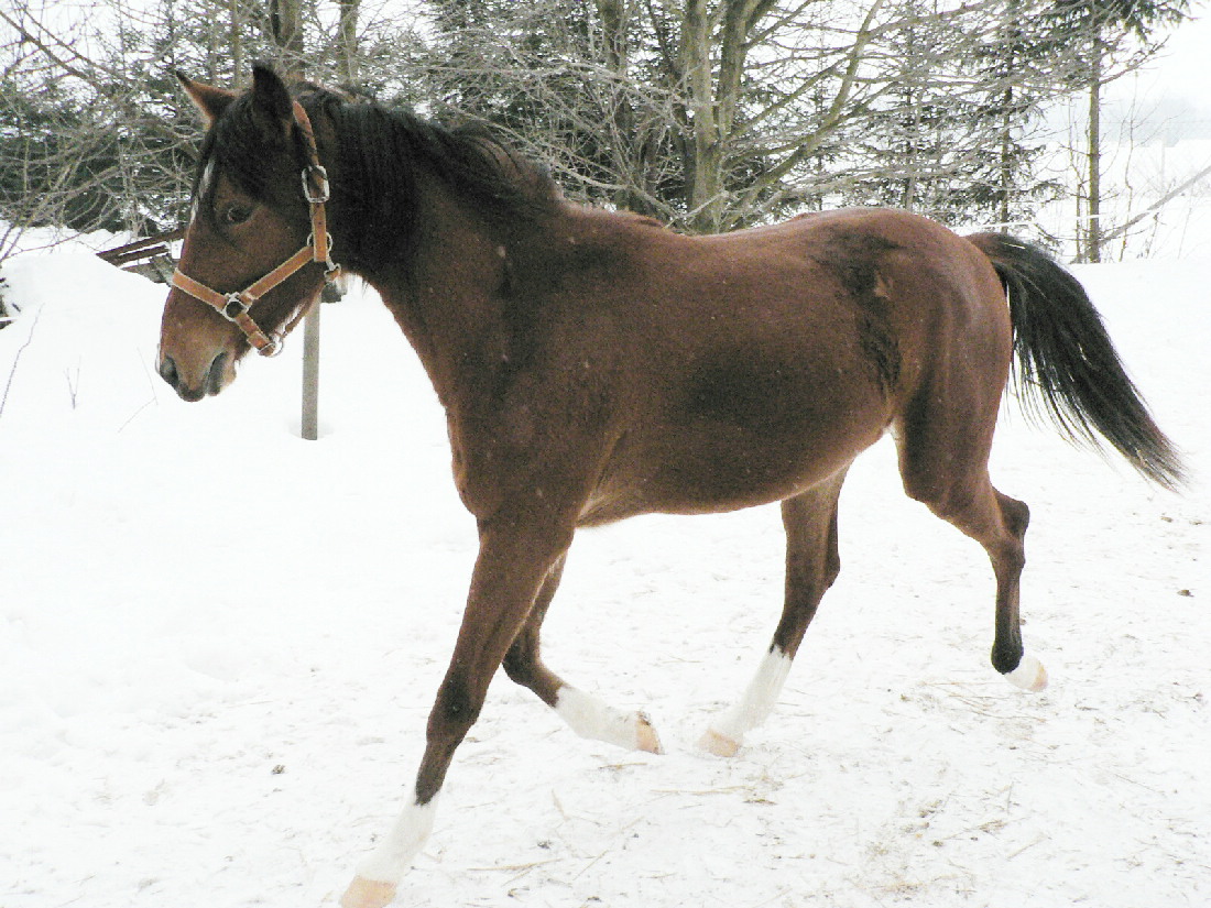 Vera zima 2010 020.jpg
