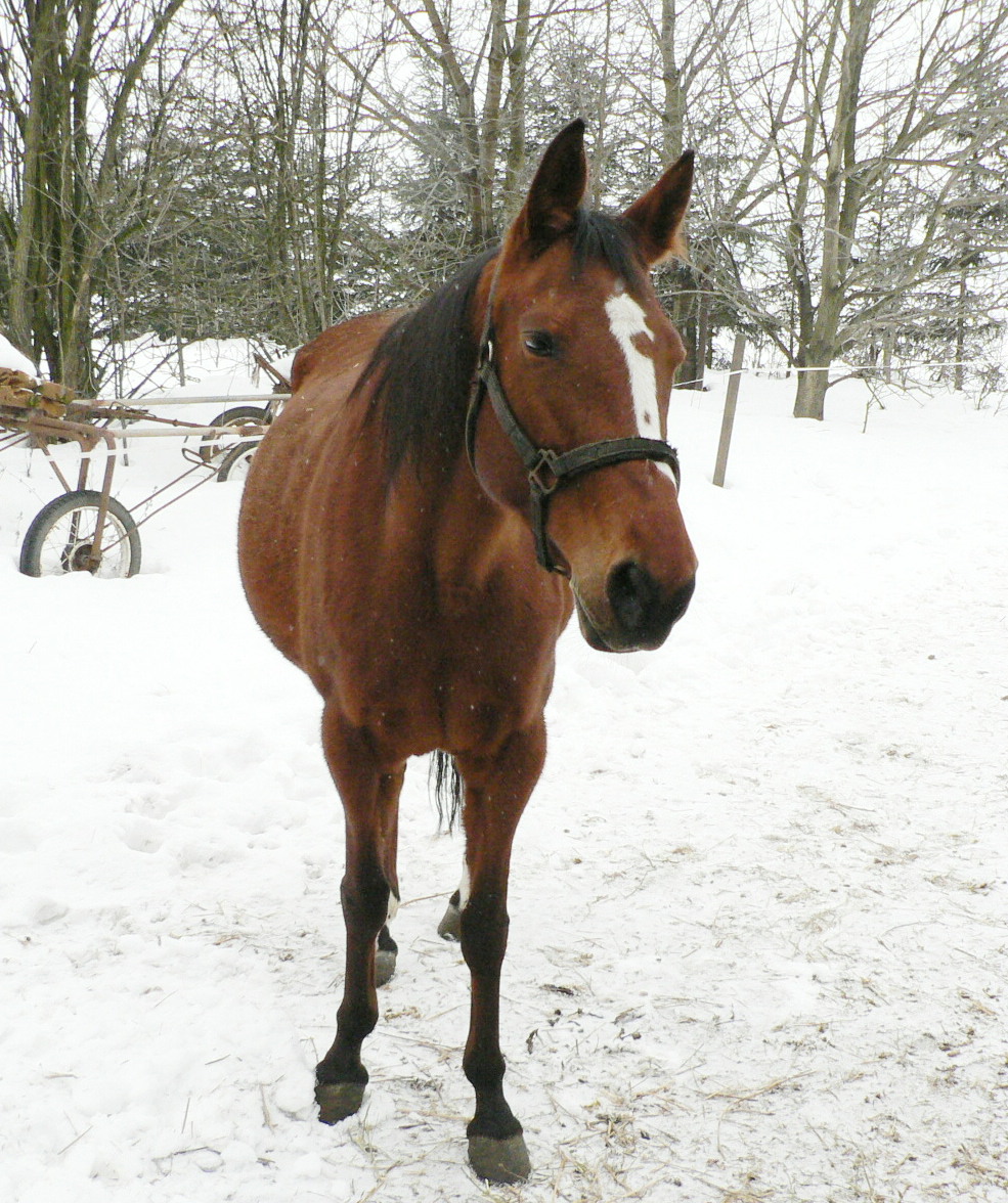Century zima 2010 024.jpg