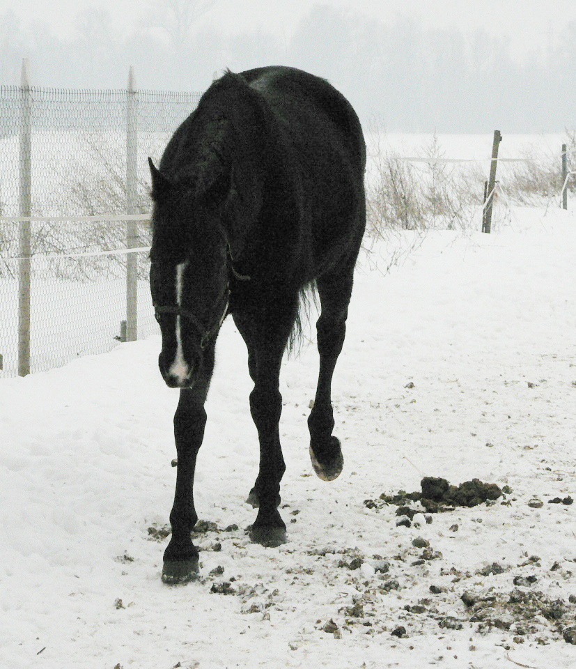 Laroff zima 2010 027.jpg