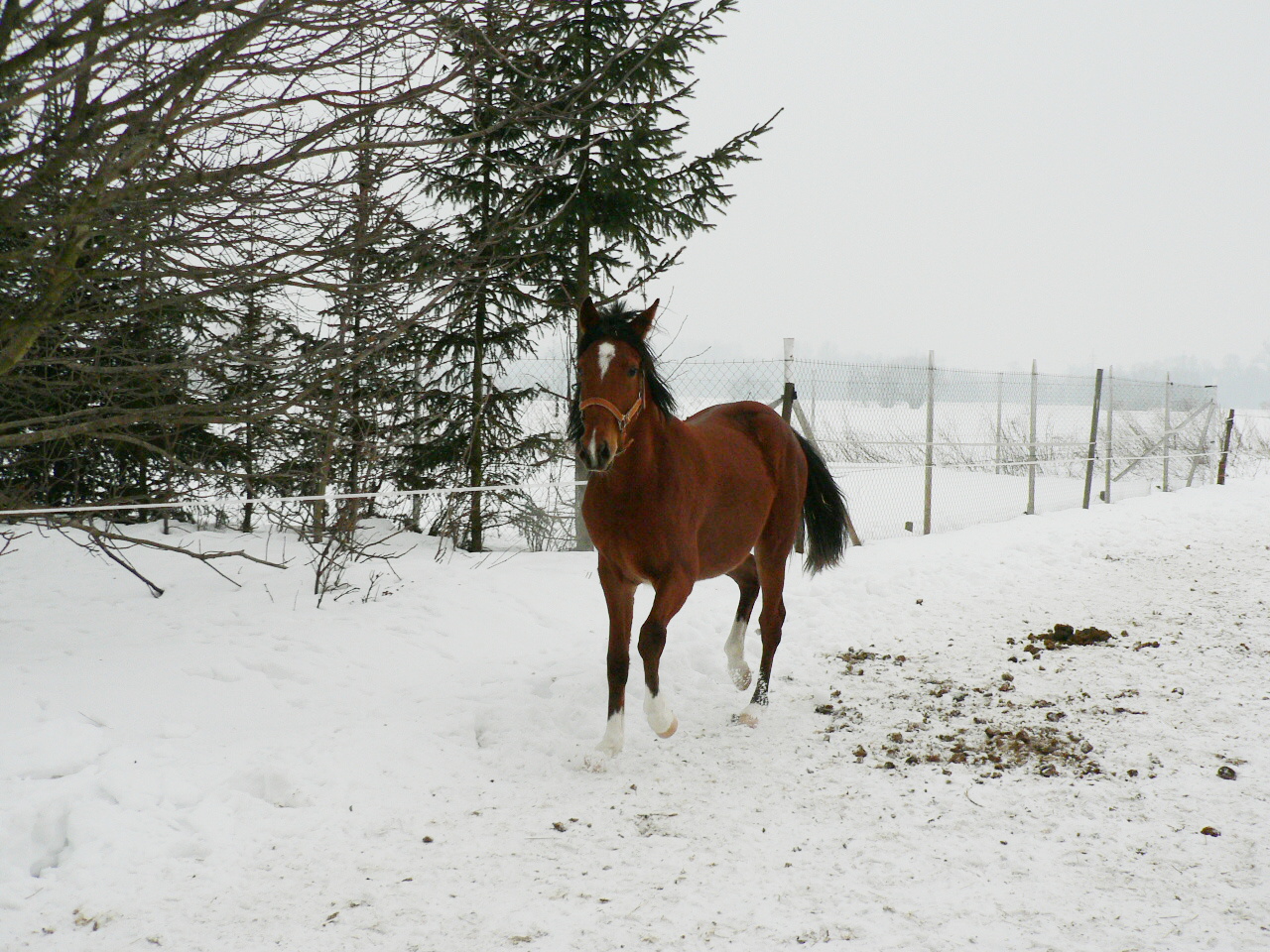 Vera zima 2010 039.jpg