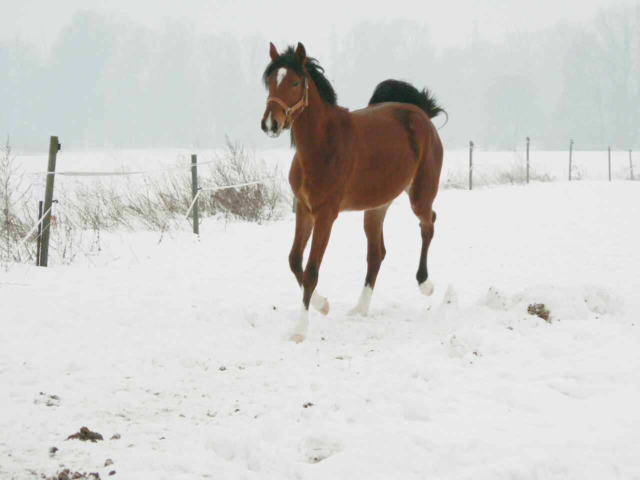 Vera zima 2010 047.jpg