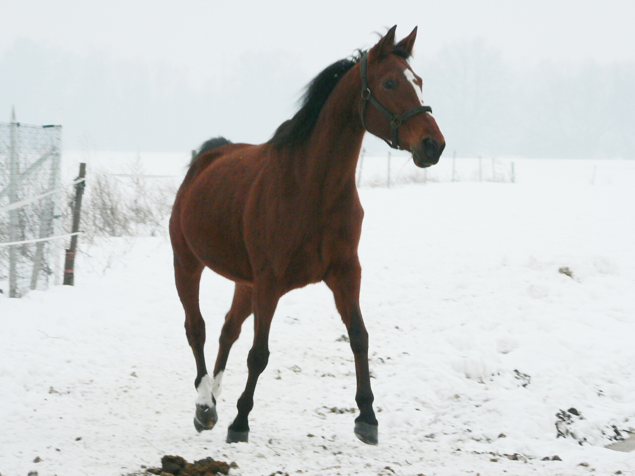 Century zima 2010 057.jpg