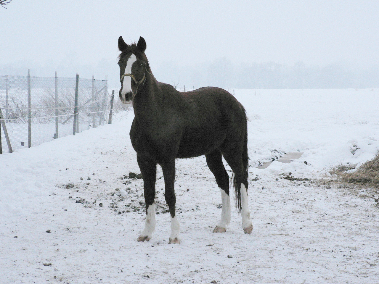 Volomite zima 2010 078.jpg