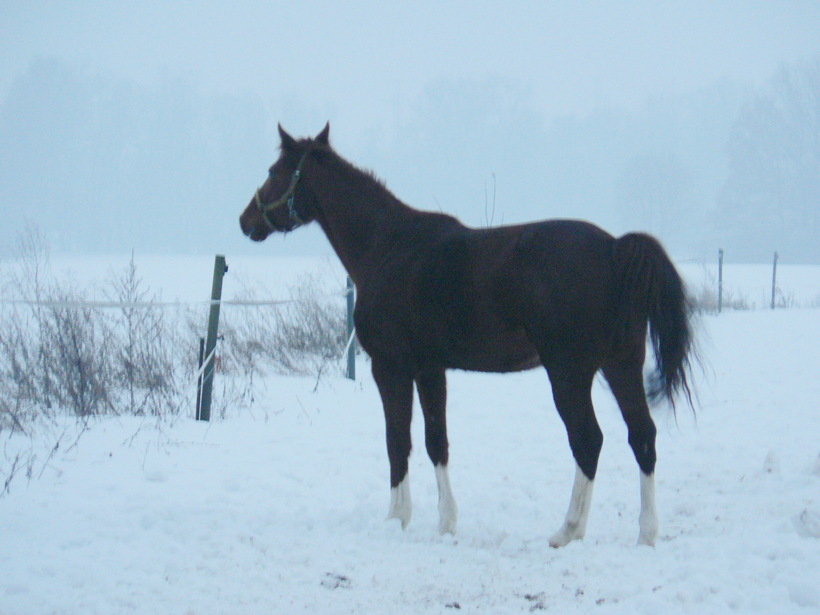 Volomite zima 2010 086.jpg