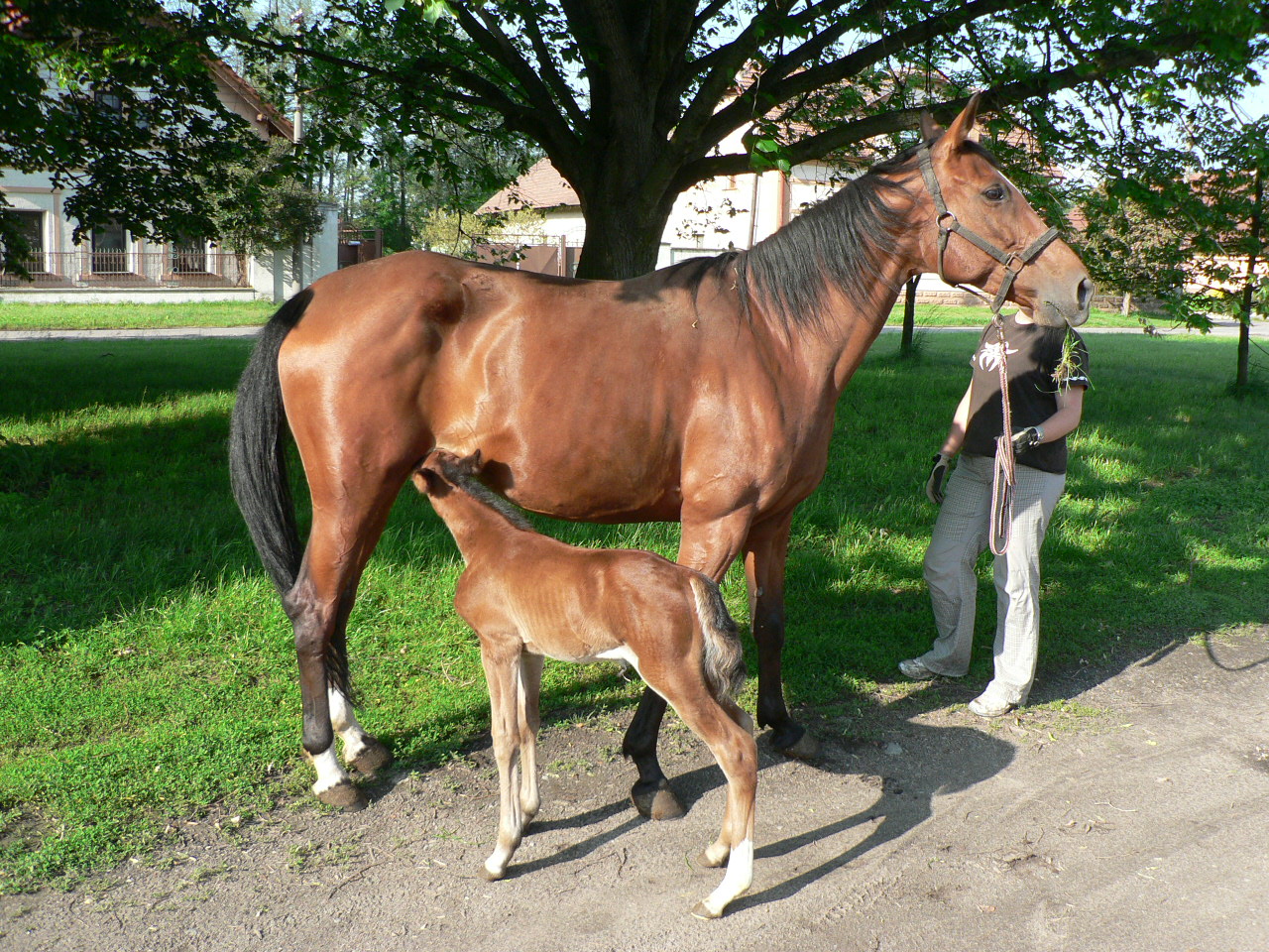 Niagara Cub s mámou