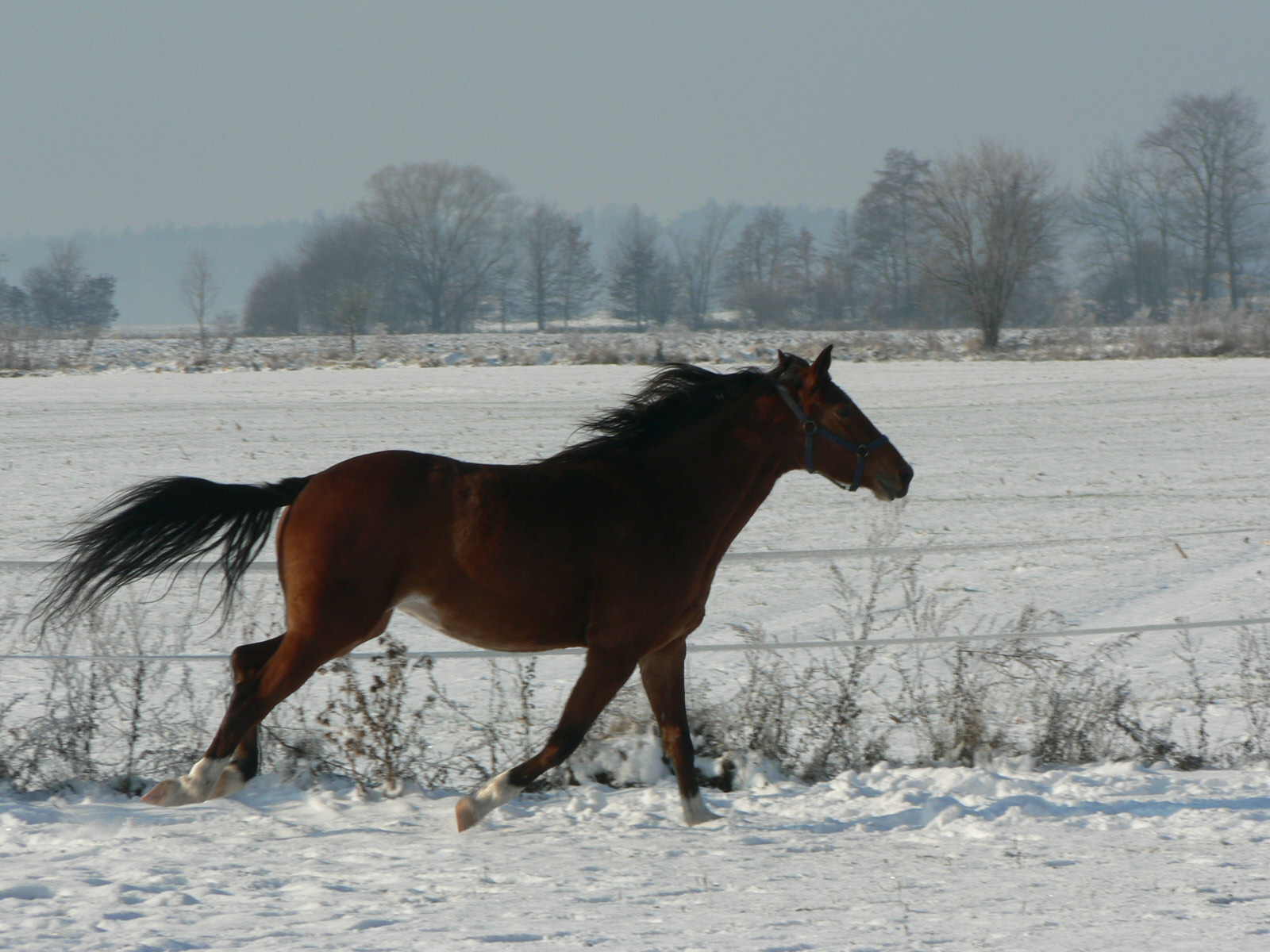 koně prosinec 2012 054