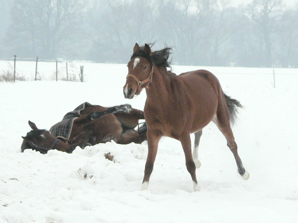 koně zima 2010 007