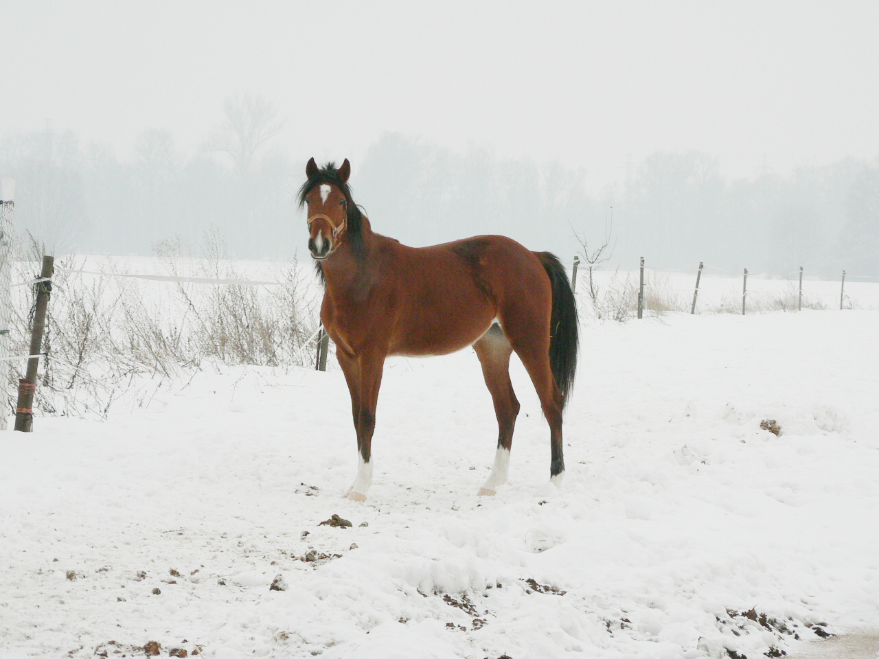 koně zima 2010 043