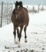 koně zima 2010 004